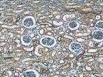 Syntaxin 12 Antibody in Immunohistochemistry (Paraffin) (IHC (P))