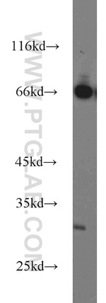 Syntaxin 12 Antibody in Western Blot (WB)