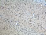 ADRA2A Antibody in Immunohistochemistry (Paraffin) (IHC (P))