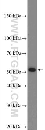 ADRA2A Antibody in Western Blot (WB)