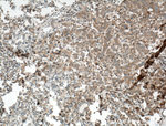 ARNTL Antibody in Immunohistochemistry (Paraffin) (IHC (P))