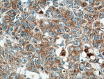 ARNTL Antibody in Immunohistochemistry (Paraffin) (IHC (P))