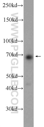 ARNTL Antibody in Western Blot (WB)