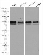 ARNTL Antibody in Western Blot (WB)