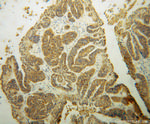 ABCG4 Antibody in Immunohistochemistry (Paraffin) (IHC (P))