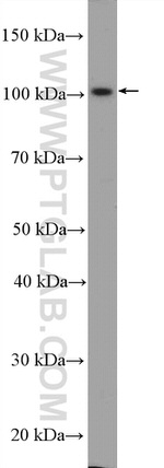 ABCG4 Antibody in Western Blot (WB)