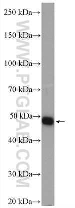 VPS4A Antibody in Western Blot (WB)