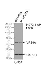 VPS4A Antibody in Western Blot (WB)