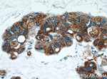 SRX1 Antibody in Immunohistochemistry (Paraffin) (IHC (P))