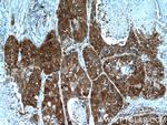 SRX1 Antibody in Immunohistochemistry (Paraffin) (IHC (P))