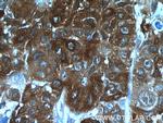 SRX1 Antibody in Immunohistochemistry (Paraffin) (IHC (P))