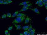 GFM1 Antibody in Immunocytochemistry (ICC/IF)