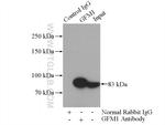 GFM1 Antibody in Immunoprecipitation (IP)