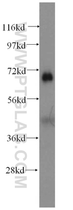 GFM1 Antibody in Western Blot (WB)