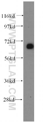 GFM1 Antibody in Western Blot (WB)