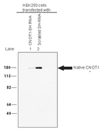 CNOT1 Antibody in Western Blot (WB)