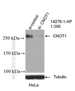 CNOT1 Antibody in Western Blot (WB)