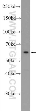 ZWILCH Antibody in Western Blot (WB)