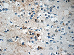 LRRTM1 Antibody in Immunohistochemistry (Paraffin) (IHC (P))