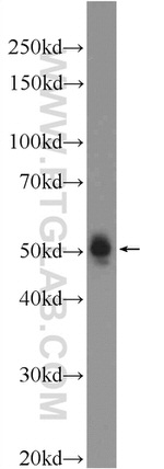 LRRTM1 Antibody in Western Blot (WB)