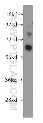 LRRTM1 Antibody in Western Blot (WB)