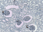 Renin Antibody in Immunohistochemistry (Paraffin) (IHC (P))