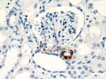 Renin Antibody in Immunohistochemistry (Paraffin) (IHC (P))