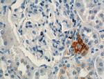 Renin Antibody in Immunohistochemistry (Paraffin) (IHC (P))