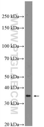 Renin Antibody in Western Blot (WB)