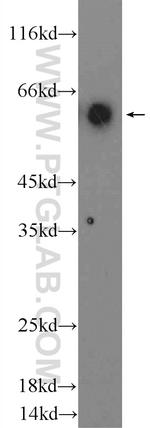 CD80/B7-1 Antibody in Western Blot (WB)