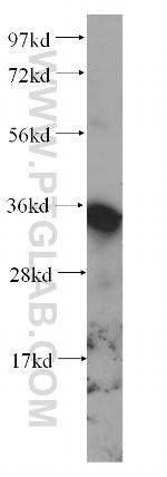 FN3K Antibody in Western Blot (WB)