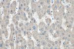 GLUD1 Antibody in Immunohistochemistry (Paraffin) (IHC (P))