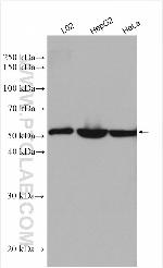 GLUD1 Antibody in Western Blot (WB)