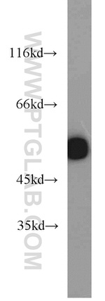 GLUD1 Antibody in Western Blot (WB)