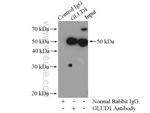 GLUD1 Antibody in Immunoprecipitation (IP)