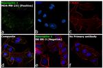 CD304 (Neuropilin-1) Antibody