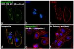 CD304 (Neuropilin-1) Antibody