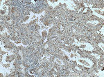 NFAM1 Antibody in Immunohistochemistry (Paraffin) (IHC (P))