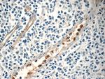 NFAM1 Antibody in Immunohistochemistry (Paraffin) (IHC (P))