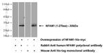 NFAM1 Antibody in Western Blot (WB)