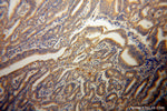 Caspase 10/p23/17/p12 Antibody in Immunohistochemistry (Paraffin) (IHC (P))