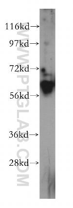 Caspase 10/p23/17/p12 Antibody in Western Blot (WB)