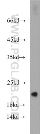 Caspase 10/p23/17/p12 Antibody in Western Blot (WB)