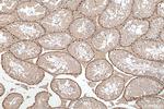 DMRT1 Antibody in Immunohistochemistry (Paraffin) (IHC (P))