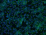 SLC38A3 Antibody in Immunocytochemistry (ICC/IF)