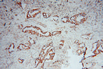 SLC38A3 Antibody in Immunohistochemistry (Paraffin) (IHC (P))