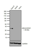 CD321 (F11R) Antibody in Western Blot (WB)