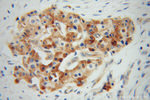 VWA1 Antibody in Immunohistochemistry (Paraffin) (IHC (P))