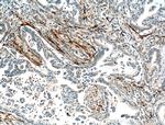 VWA1 Antibody in Immunohistochemistry (Paraffin) (IHC (P))