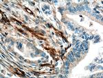 VWA1 Antibody in Immunohistochemistry (Paraffin) (IHC (P))